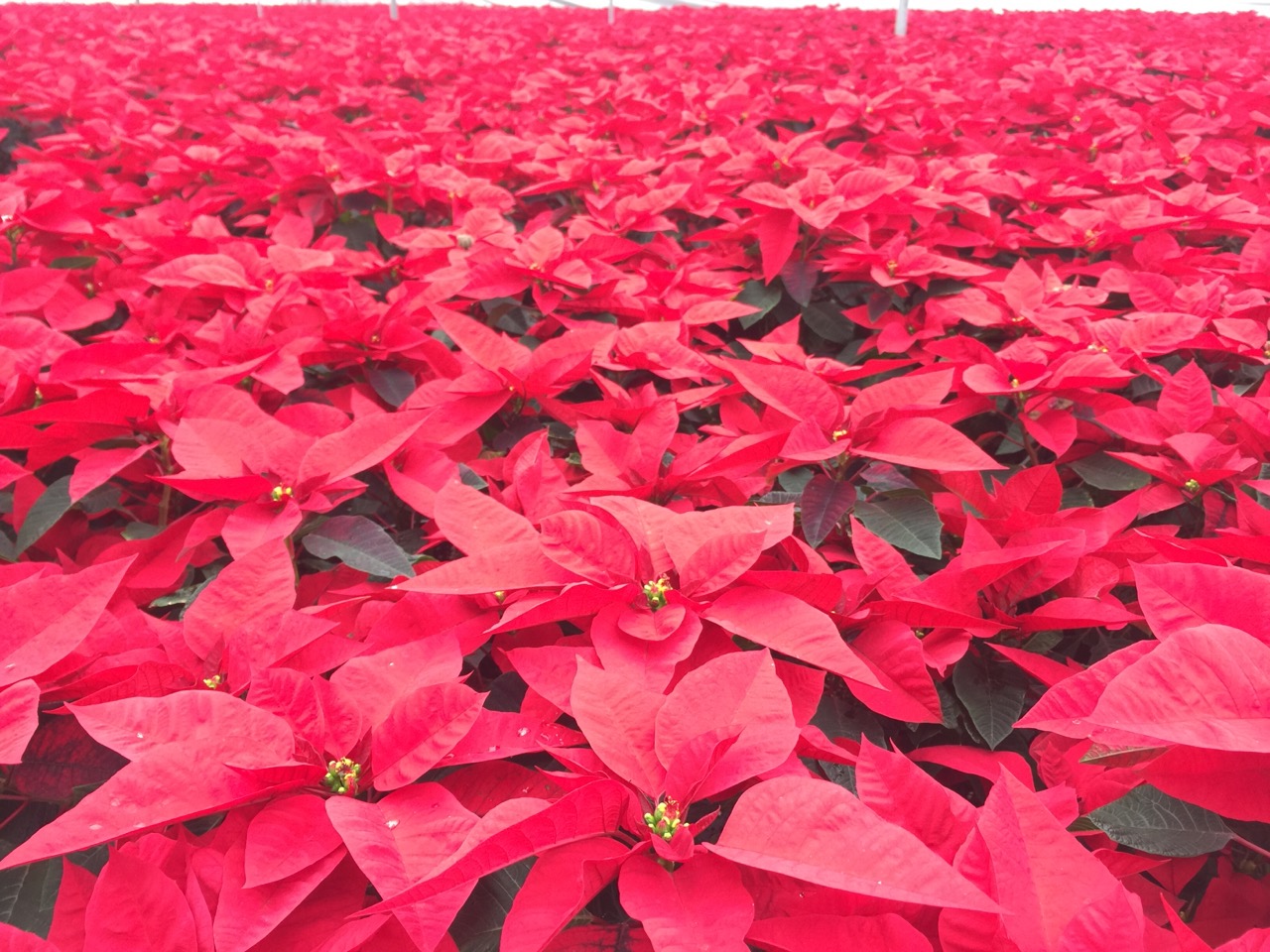 反季節(jié) 一品紅